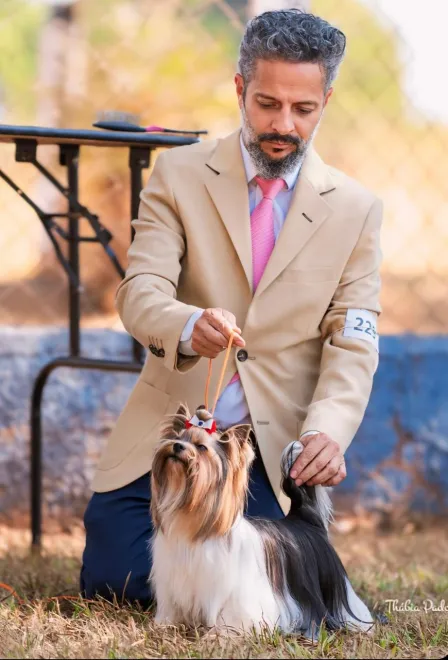 Biewer Terrier Bruce imagem 1