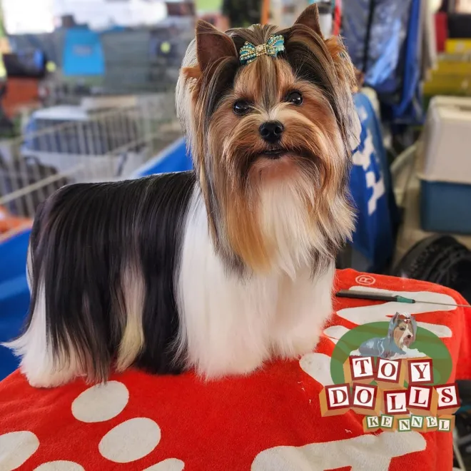 Biewer Terrier Bruce imagem 2