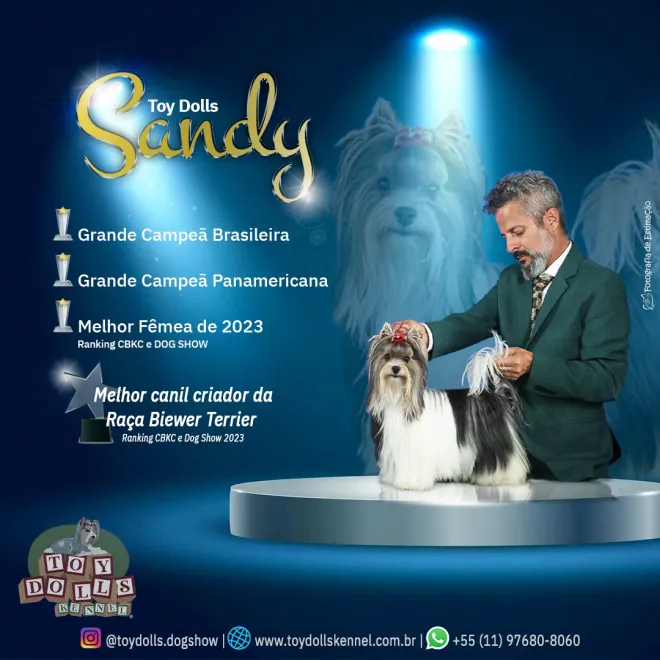 Biewer Terrier Sandy imagem 1