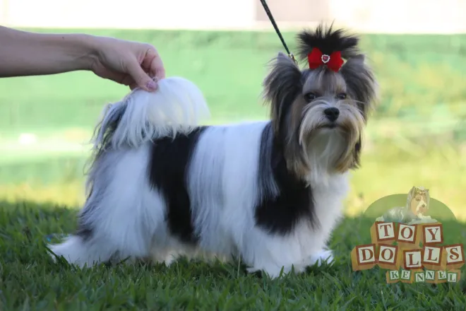 Biewer Terrier Sandy imagem 2