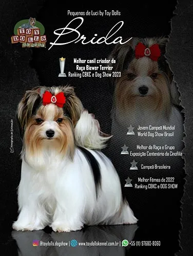 Biewer Terrier Brida imagem 1