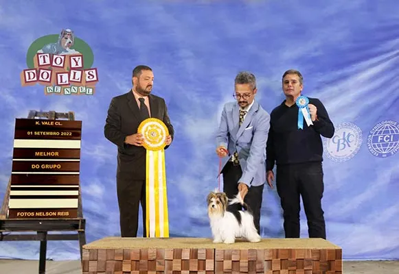 Biewer Terrier Brida imagem 2