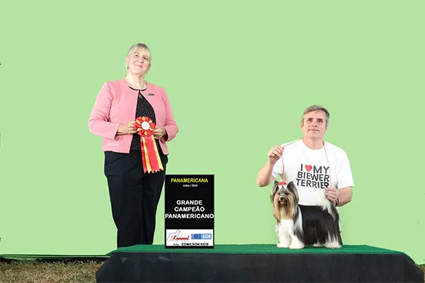 Yorkshire Terrier Sushi imagem 1