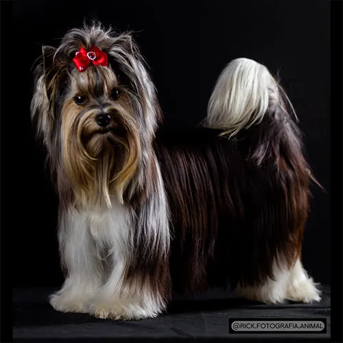 Yorkshire Terrier Sushi imagem 2