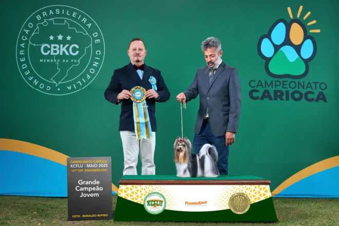 Biewer Terrier Lucky Strike imagem 1