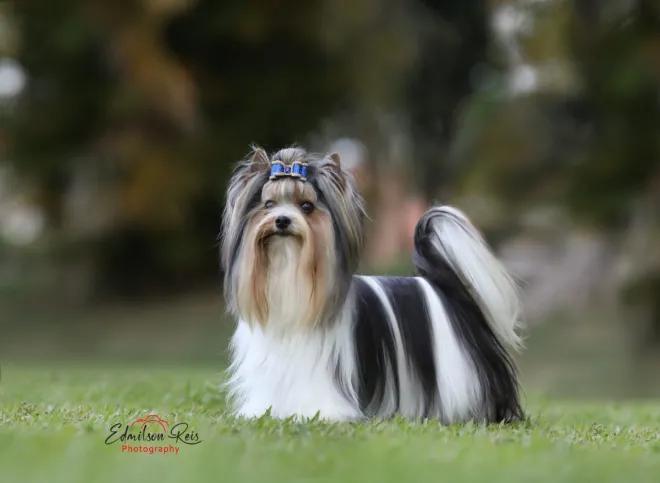 Biewer Terrier Lucky Strike imagem 2