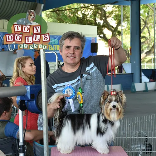 Biewer Terrier Amora imagem 1