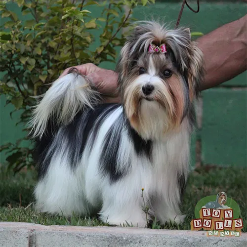 Biewer Terrier Amora imagem 2