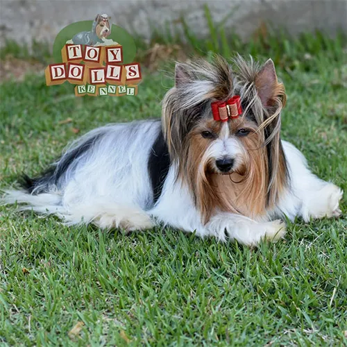 Biewer Terrier Bibi imagem 1