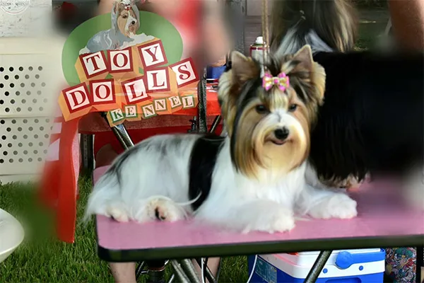 Biewer Terrier Bibi imagem 2